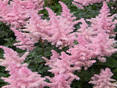 ASTILBE  / Astilbe „NEW WAVE”