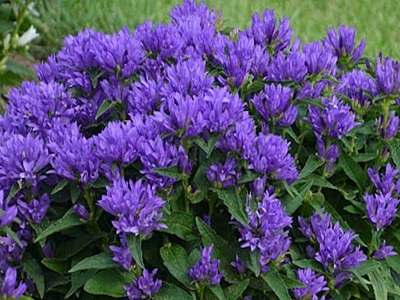 PULKSTENĪTE „Genti Blue” 