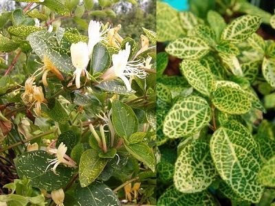 ​VĪTEŅSAUSSERDIS JAPĀNAS Lonicera japonica „AUREORETICULATA”