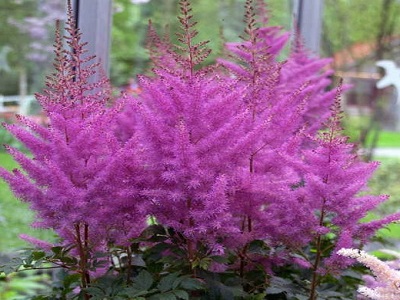 ​ASTILBE / Astilbe hybrids „NEMO” DAUDZGADĪGI STĀDI_daudzgadīgas puķes_stādi_liela izvēle_puķu stādi