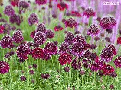 SKABIOZA BALOŽU  /  SCABIOSA COLUMBARIA „BAROCCA”