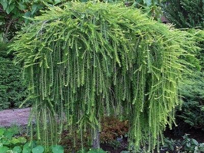 ​LAPEGLE EIROPAS / Larix decidua “PENDULA”