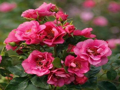 roze_orienta aladdina_siguldasdarznieks_rožu stādi_vīteņroze