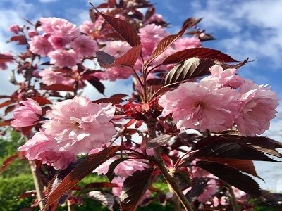 ​SĪKZOBAINĀ KALNU ĶIRŠA ŠĶIRNE - SAKURA / CERASUS SERRULATA „ROYAL BURGUNDY”