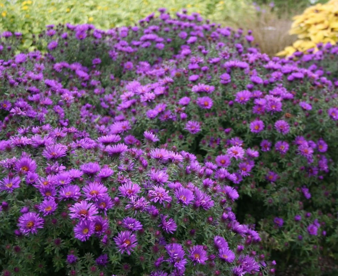 ZIEMASTERE JAUNBEĻĢIJAS / ASTER NOVI-BELGII    „PURPLE DOME”