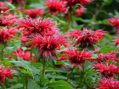 MONARDA DVĪŅZIEDU „FIREBALL”