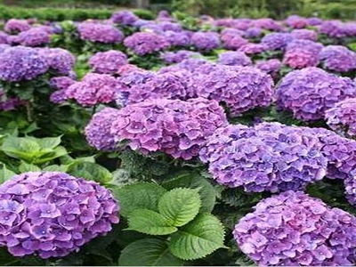 HORTENZIJA LIELLAPU   /   Hydrangea macrophylla           “Baladia Purple”