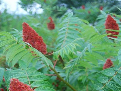 ETIĶKOKS / KAILĀ ETIĶKOKA  / Rhus glabra                                                                         „LACINIATA”