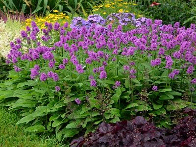 SĀRMENE DZIEDNIECĪBAS   /  Stachys monieri „HUMMELO”