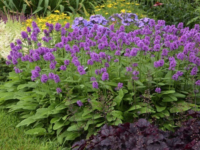 SĀRMENE DZIEDNIECĪBAS   /  Stachys monieri „HUMMELO”