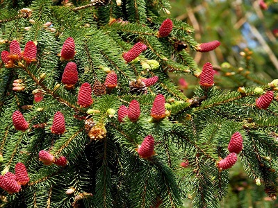 ​EGLE PARASTĀ / Picea abies „ACROCONA”