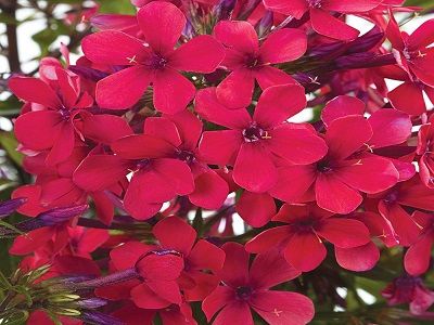 skarainais floksis early red_phlox paniculata-siguldasdarznieks