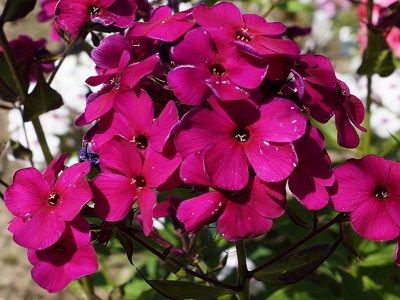 FLOKSIS SKARAINAIS „ADESSA SPECIAL DEEP PURPLE”