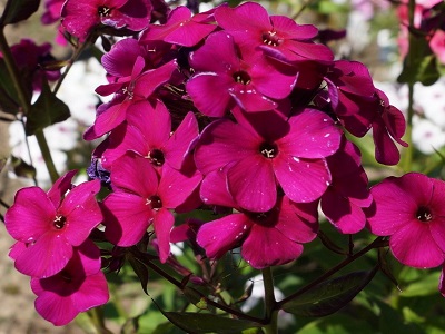 FLOKSIS SKARAINAIS „ADESSA SPECIAL DEEP PURPLE”