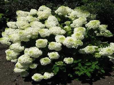 HORTENZIJA SKARAINĀ „BOMBSHELL”
