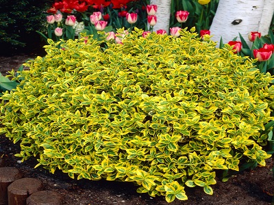 ​SEGLIŅŠ FORTINA / Euonymus fortunei „EMERALD N GOLD”