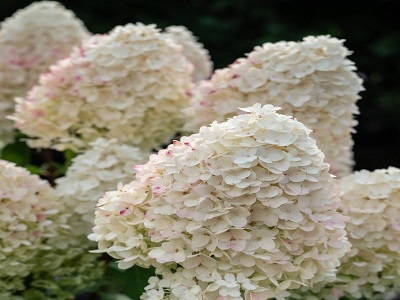 ​SKARAINĀ HORTENZIJA / Hydrangea paniculata “LIVING SUGAR RUSH”