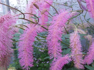 ​BRŪNVĀLĪTE KOREJAS / SANGUISORBA HAKUSANENSIS „LILAC SQUIRREL”