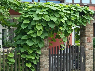 ​LIELLAPU ARISTOLOHIJA / Aristolochia macrophylla PĪPES KOKS