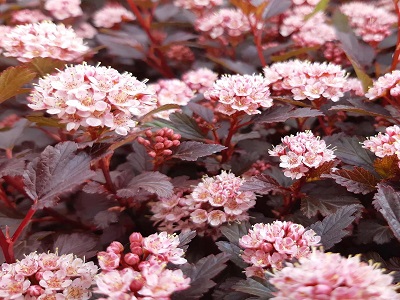 FIZOKARPS IRBEŅLAPU  / Physocarpus opulifolius „LITTLE JOKER”