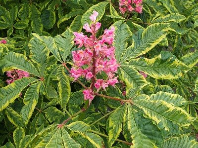 ​SĀRTĀ ZIRGKASTAŅA / Aesculus x carnea „MARGINATA”