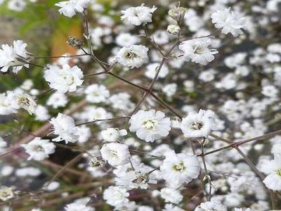 PLĪVURPUĶE DAUDZGADĪGĀ / GYPSOPHILA PANICULATA „BRISTOL FAIRY”