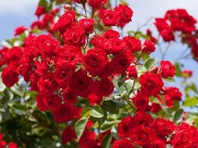 ROZE SCARLET MEIDILAND