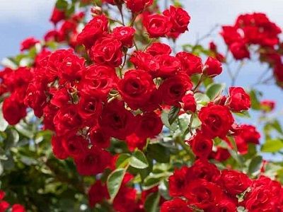 ROZE SCARLET MEIDILAND