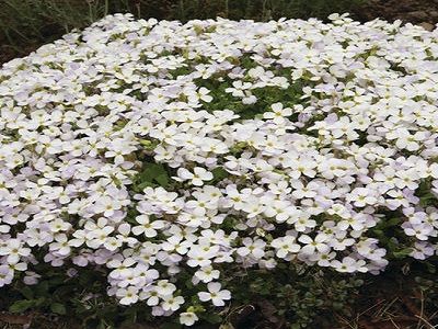 ​OBRĒTA / AUBRIETA „AXCENT WHITE”