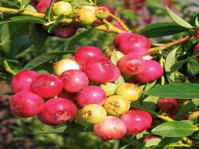 ​KRŪMMELLENE / VACCINIUM „COLOUR BELLS PINK”