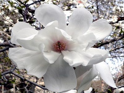 ​MAGNOLIJA LĒBNERA / Magnolia loebneri „MERRILL”