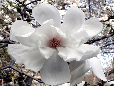 ​MAGNOLIJA LĒBNERA / Magnolia loebneri „MERRILL”