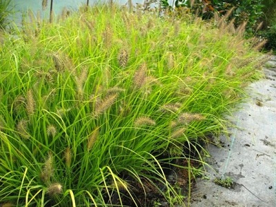 SPALVZĀLE LAPSASTU / PENNISETUM ALOPECUROIDES „HAMELN GOLD”