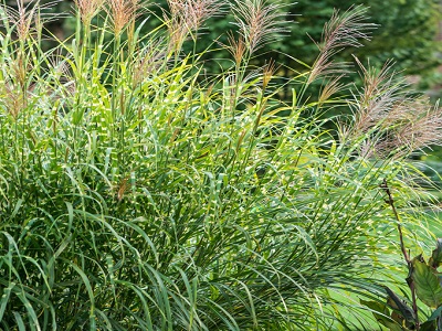 MISKANTE ĶĪNAS  / MISCANTHUS SINENSIS „GIRAFFE”