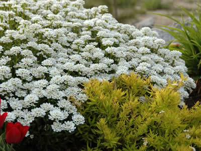 IBĒRE MŪŽZAĻĀ / IBERIS SEMPERVIRENS „TAHOE”