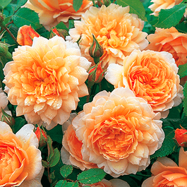 Krūmu rozes