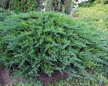KADIĶIS KAZAKU / Juniperus sabina „TAMARISCIFOLIA”