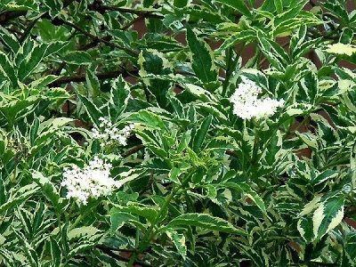 PLŪŠKOKS MELNAIS  /  Sambucus nigra „NAOMI”