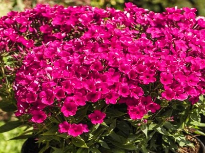 ​FOKSIS SKARAINAIS / PHLOX PANICULATA „ “EARLY CERISE”