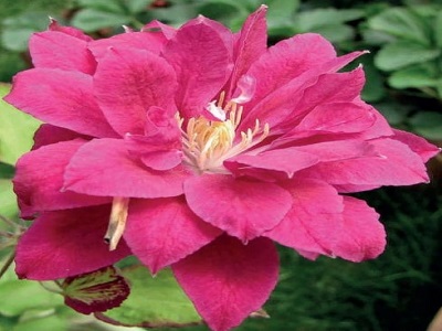 ​MEŽVĪTENIS KLEMATIS / CLEMATIS „RED STAR”