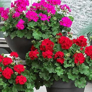 Pelargonijas
