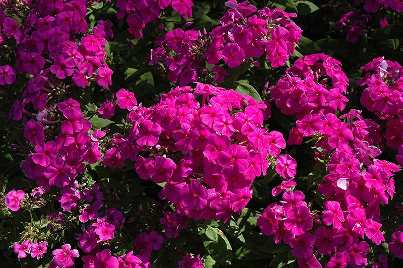 FLOKSIS SKARAINAIS „ADESSA SPECIAL DEEP PURPLE”