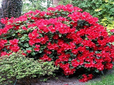 ​RODODENDRS / Rhododendron „SCARLET WONDER”
