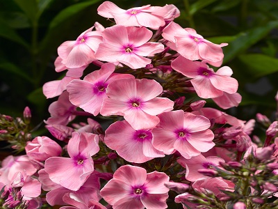 ​FLOKSIS SKARAINAIS “SWEET SUMMER COMPACT PINK WITH EYE”