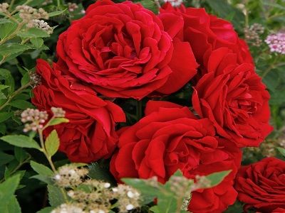 roosa_TILL EULENSPIEGEL-rožu stādi siguldā_floribundrozes_siguldasdarznieks