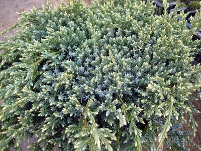 ​KADIĶIS ZVĪŅAINAIS / Juniperus squamata „GOLD TIP”