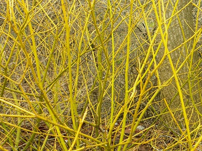 grimonis_BUDD S YELLOW_stādaudzētva siguldasdarznieks