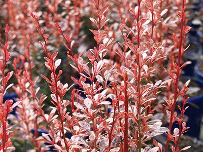 ROSY ROCKET