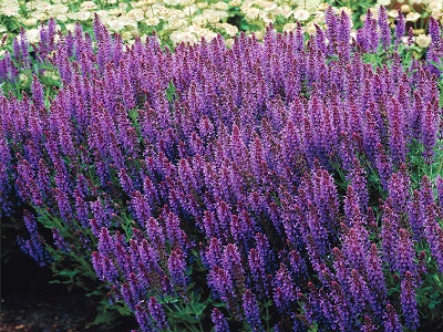 ​SALVIJA BIRZTALU / Salvia nemorosa „NIGHT FIELD”