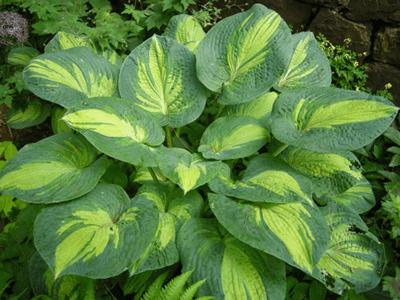 HOSTA „GREAT EXPECTATIONS”